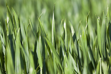 Image showing Leaves of wheat. close-up  