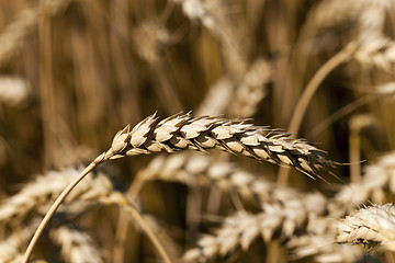 Image showing ripened cereals   ,  field  