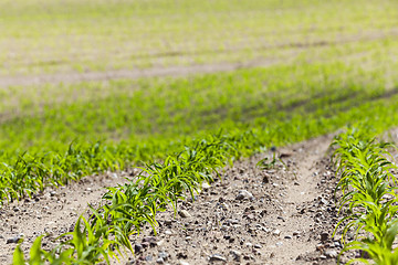 Image showing Field of green corn  