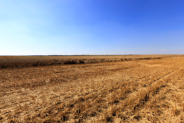 Image showing   harvest of cereals