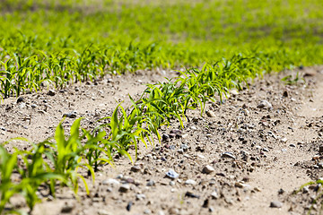 Image showing agricultural field with corn  