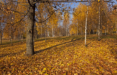 Image showing the autumn wood  