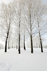 Image showing   trees winter season.