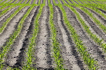 Image showing corn field. Spring  