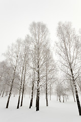 Image showing winter trees, close up