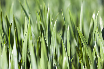 Image showing Leaves of wheat. close-up  