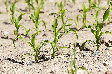 Image showing young sprout of corn 
