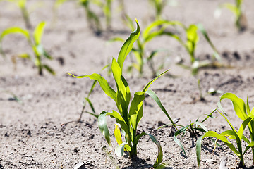 Image showing Field with corn 