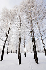 Image showing   trees winter season.