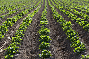 Image showing potato field. close-up  