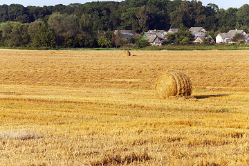 Image showing  after wheat harvesting