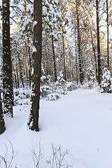 Image showing   trees winter season.