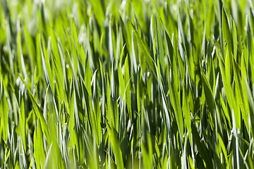 Image showing Agriculture, cereals, Spring  