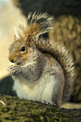 Image showing Squirrel