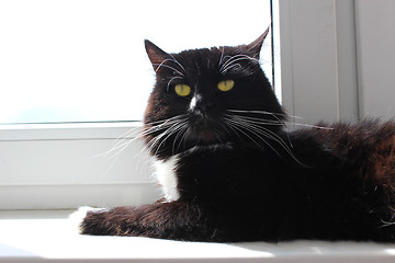 Image showing cat lays at the window