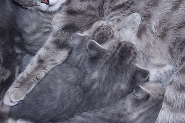 Image showing cat with kittens of Scottish Straight 