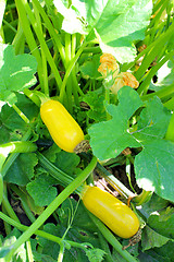 Image showing ripe yellow zucchini in the garden