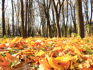 Image showing Autumn park with trees and leaves