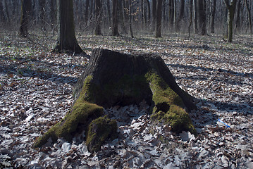 Image showing old tree stump