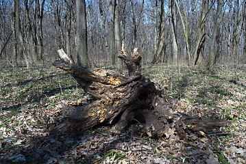 Image showing old tree root