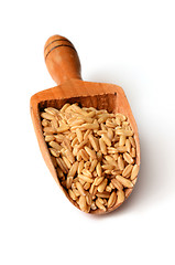 Image showing whole oat seeds