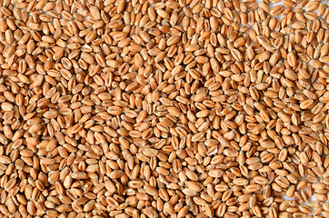 Image showing Uncooked wheat grain