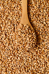 Image showing Uncooked wheat grain