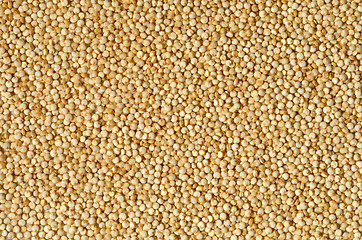 Image showing white quinoa seeds