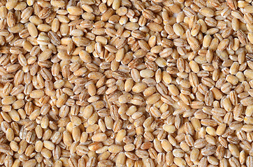 Image showing barley grain seeds