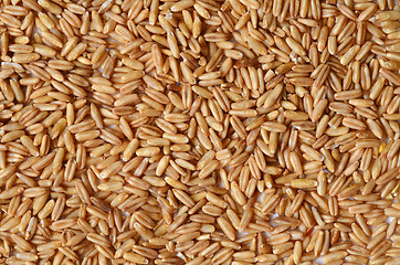 Image showing whole oat seeds