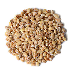 Image showing barley grain seeds