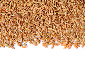 Image showing whole oat seeds