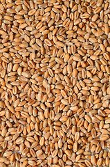 Image showing Uncooked wheat grain