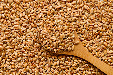 Image showing Uncooked wheat grain