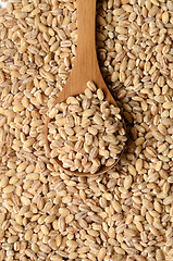 Image showing barley grain seeds