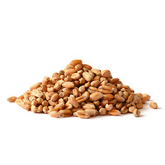 Image showing Uncooked wheat grain