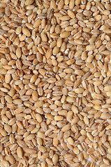 Image showing barley grain seeds