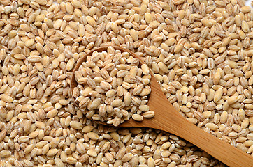 Image showing barley grain seeds