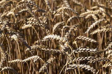 Image showing ripened cereals   ,  field  