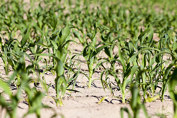 Image showing Field of green corn  