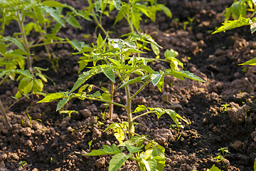 Image showing Tomato seedlings, Close-up.