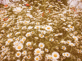 Image showing Retro looking Camomile flower