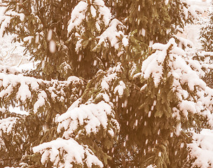 Image showing Retro looking Pine tree