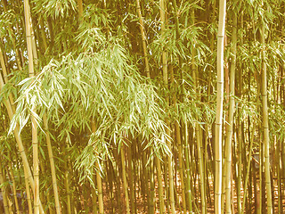 Image showing Retro looking Bamboo plants