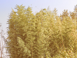 Image showing Retro looking Bamboo tree