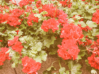 Image showing Retro looking Geranium flower