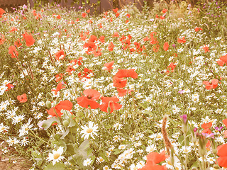 Image showing Retro looking Papaver flower