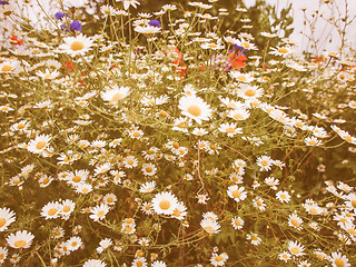 Image showing Retro looking Camomile flower