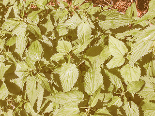 Image showing Retro looking Stinging nettle