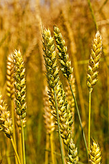 Image showing ripe wheat ,  close-up 